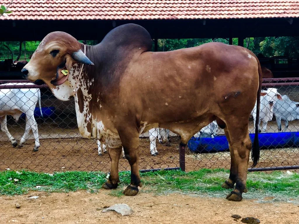 Care for Elderly Cows