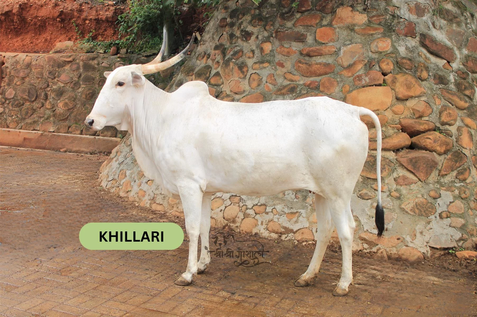 Khillari