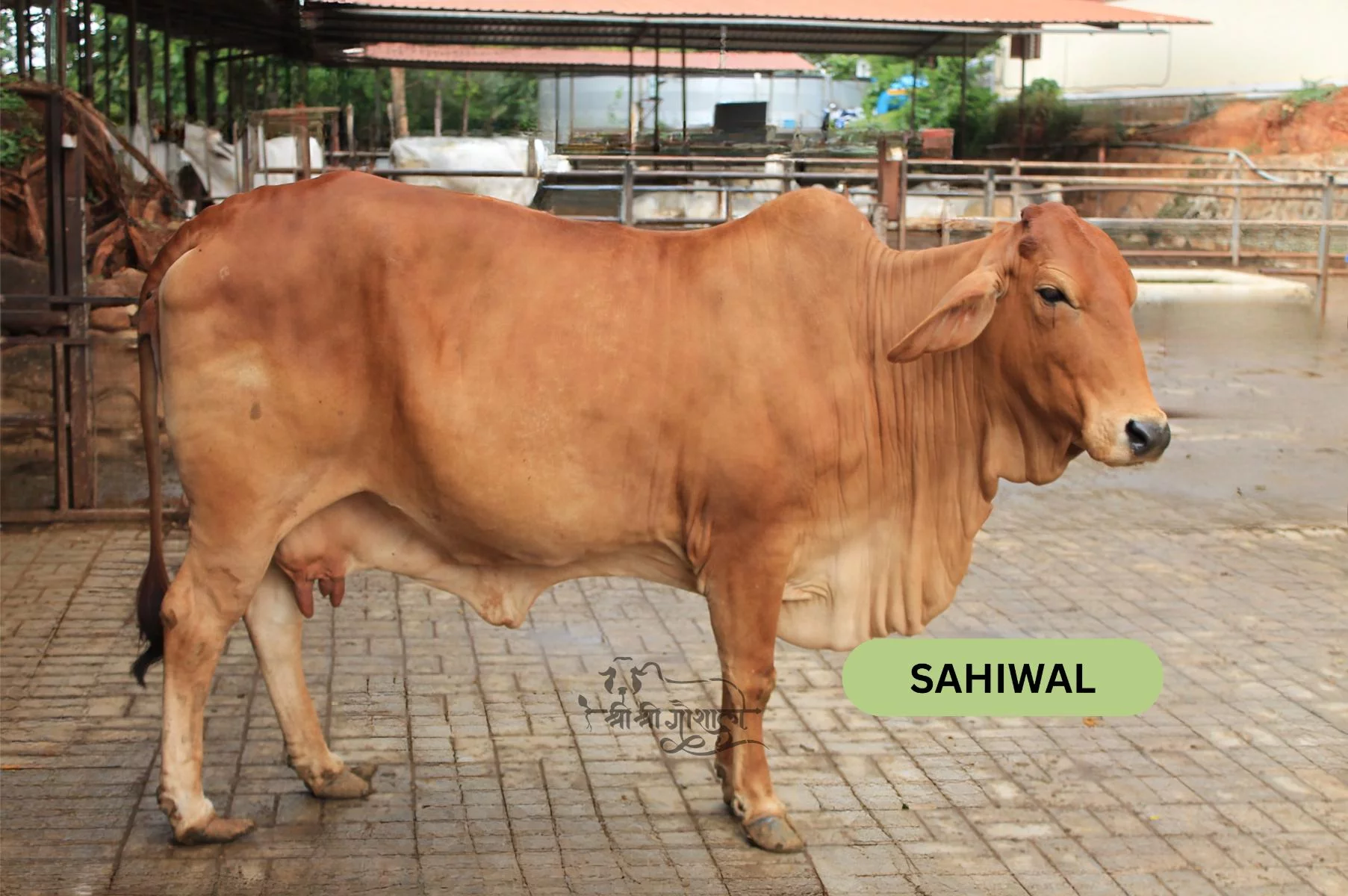 Sahiwal