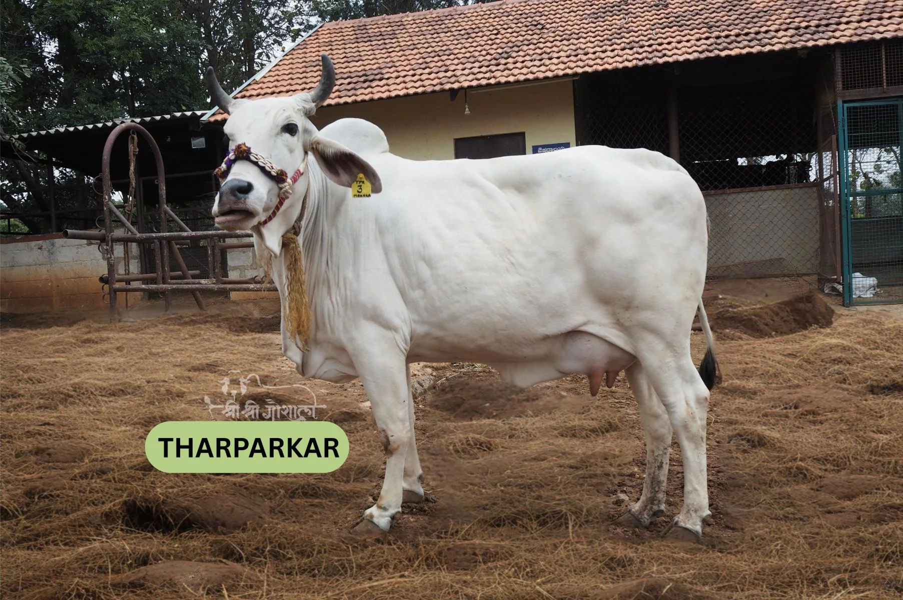 Tharparkar